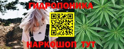 стафф Гай